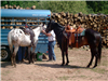 Two men with horses beside horse trailer