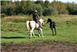 Mounted officer trying to corral an unmounted horse
