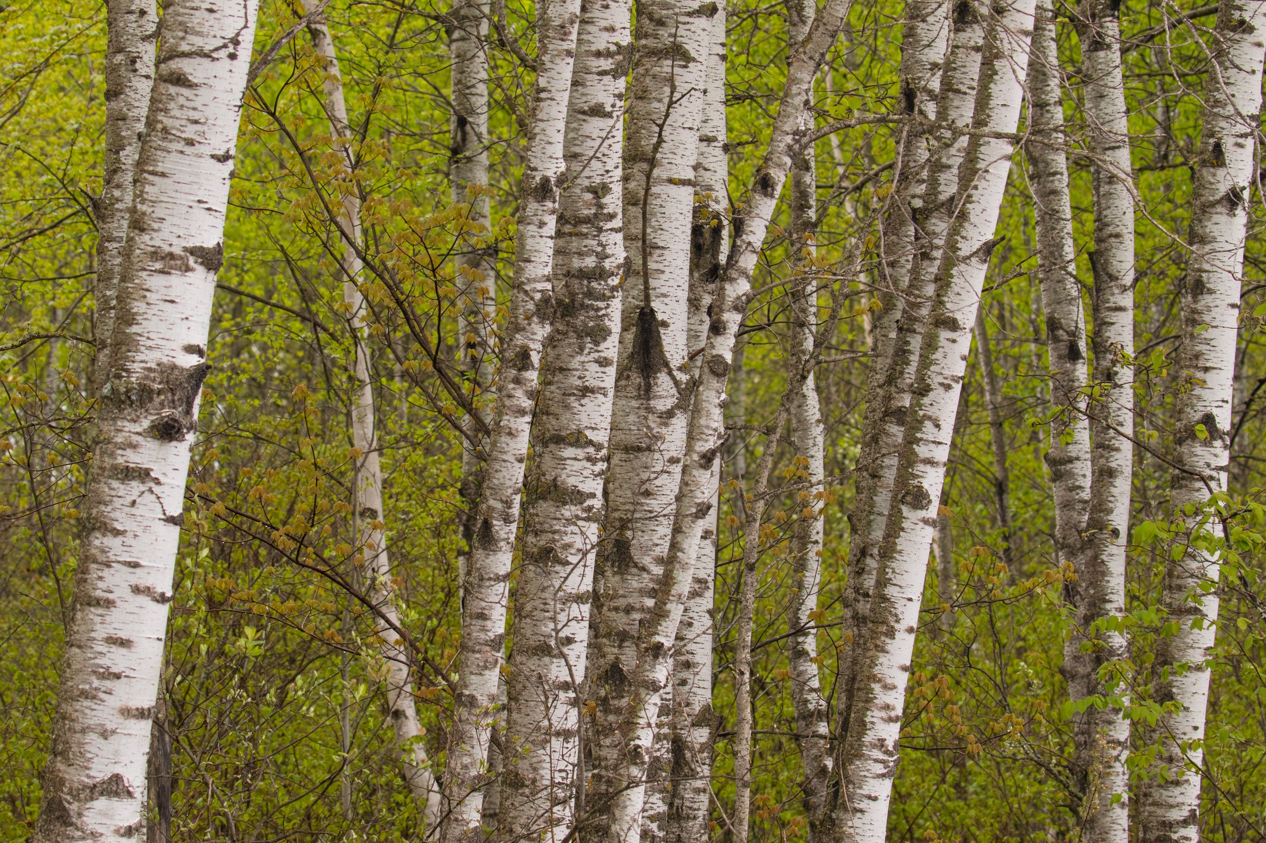 Aspen carlton county-8668