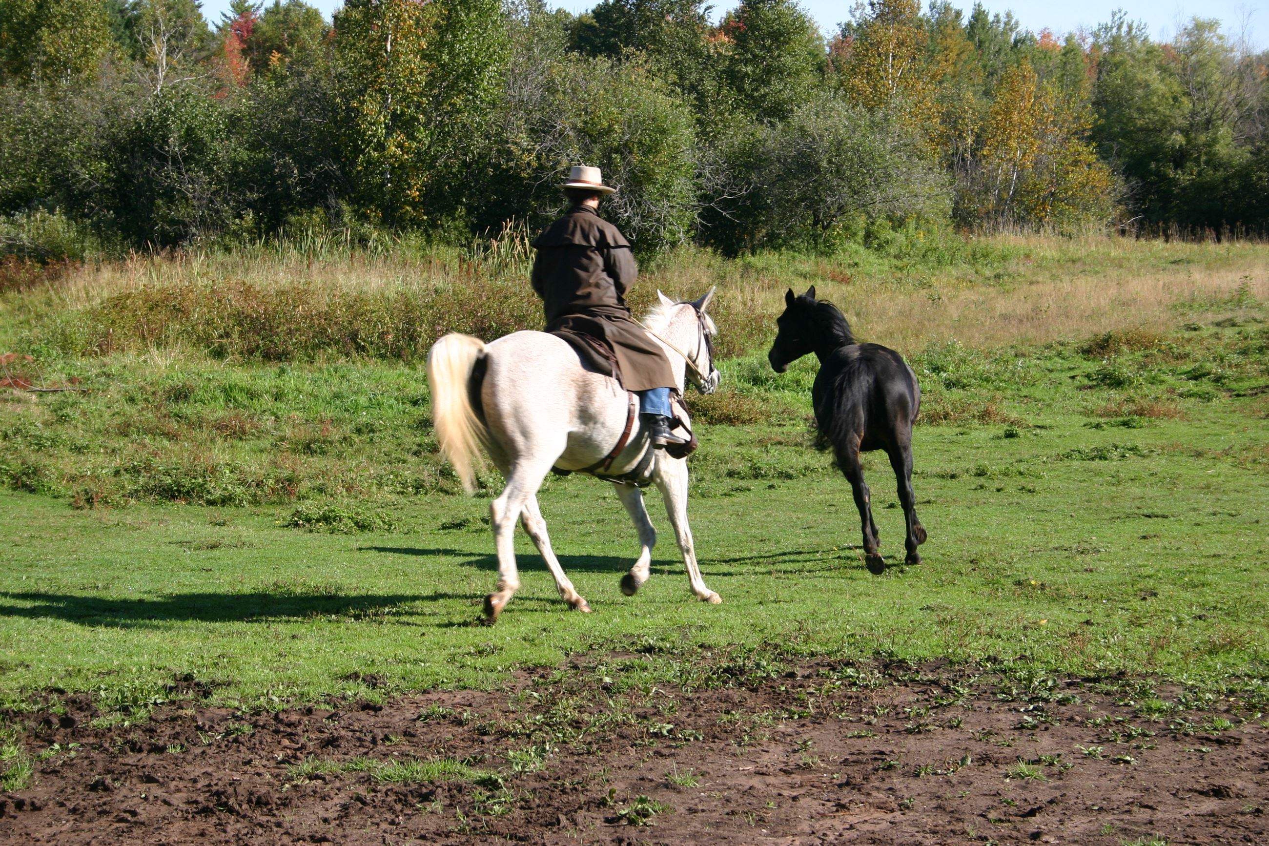 Mounted officer trying to corral an unmounted horse