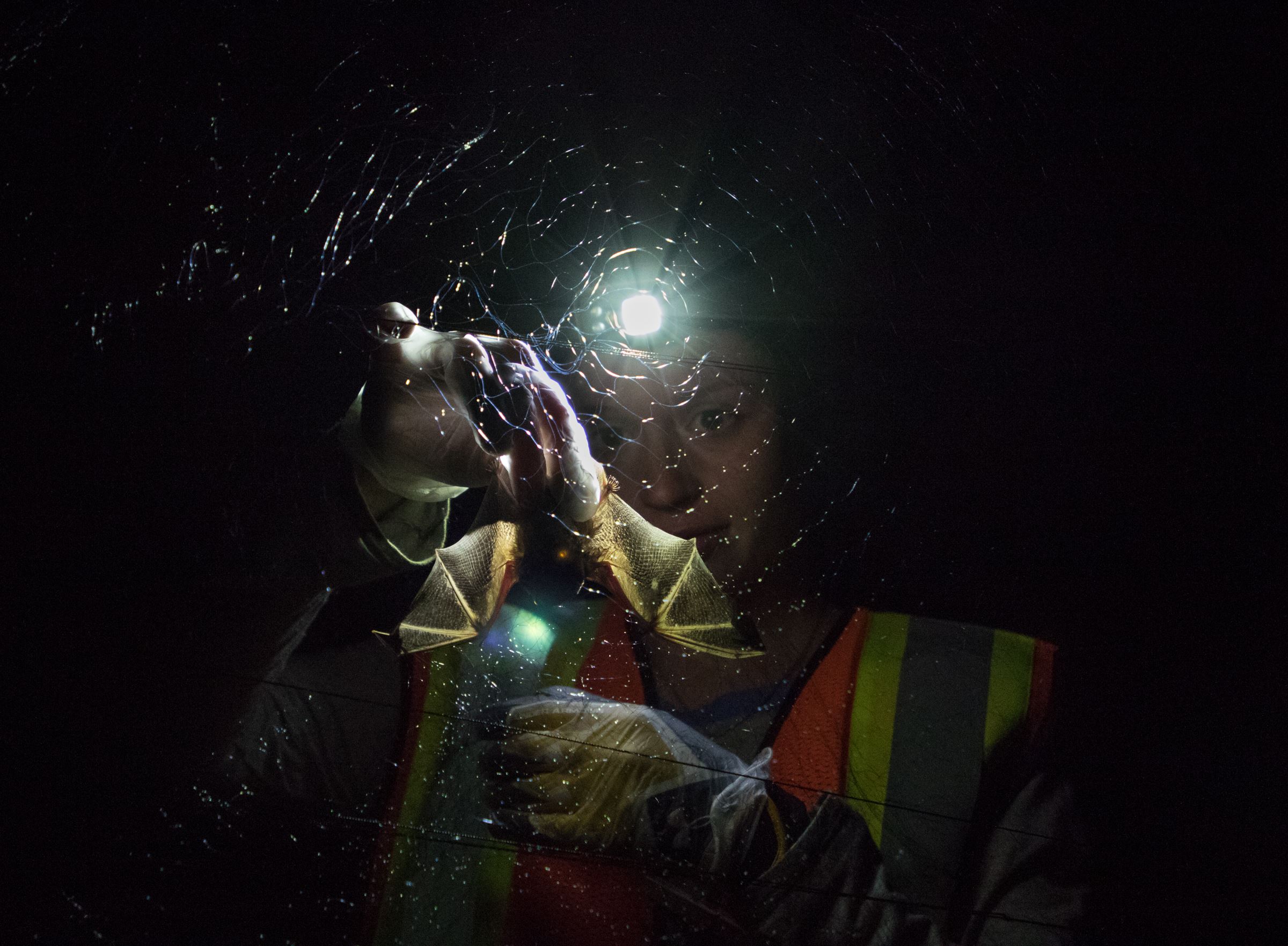 Bat netting 2017-4529