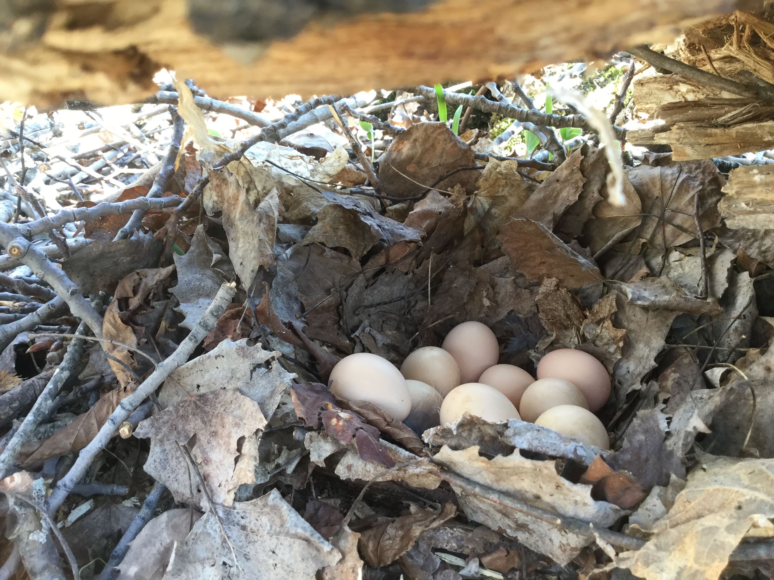 Grouse Eggs