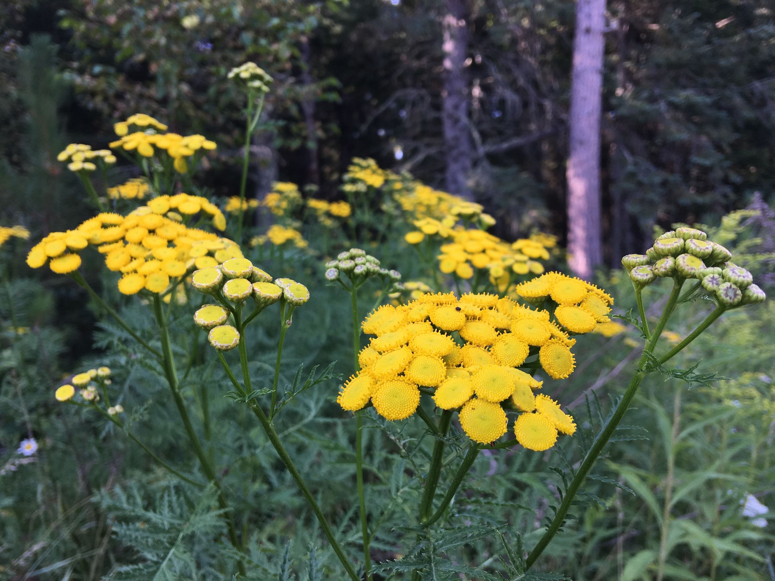 Common Tansy_3615