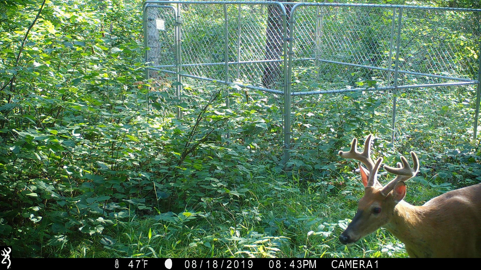 Buck IMG_0916